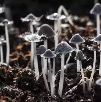 一台物理服务器可以虚拟成多少台虚拟机，一台物理服务器可以虚拟成多少台虚拟机，深度解析，一台物理服务器虚拟化潜能，揭秘虚拟机数量上限！