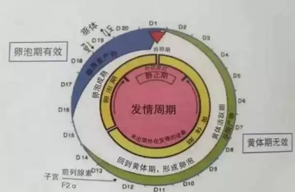 胚胎工程同期发情用什么激素，胚胎工程中同期发情处理的目的是什么