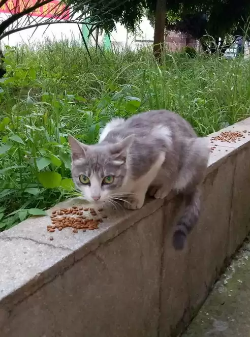 小区楼道养猫，社区解决楼道居民养猫问题