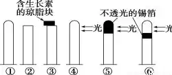 对受体进行同期发情处理的原因有哪些，对受体进行同期发情处理的原因