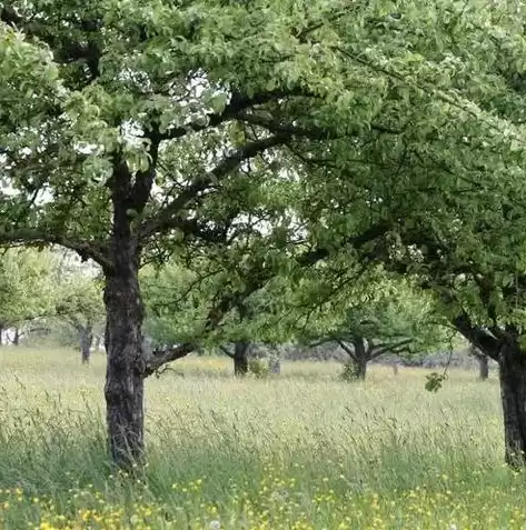 常用的数据模型不包括，常用的数据模型不包括什么