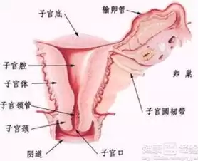 什么是卵巢混合型结构，卵巢混合结构是什么意思