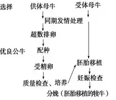 胚胎移植中同期发情处理的目的，胚胎工程中同期发情处理的目的是什么，胚胎工程中同期发情技术的关键作用与目的解析