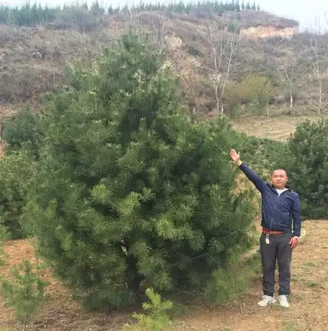 大数据处理相关技术有，大数据处理相关技术，揭秘大数据处理技术的五大关键领域与应用前景