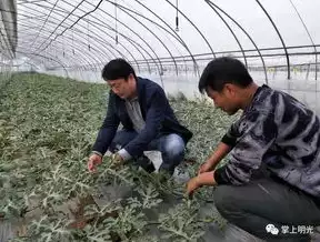 农业自动收缩避雨棚的方法，农业自动收缩避雨棚，智能农业创新，农业自动收缩避雨棚技术解析与应用