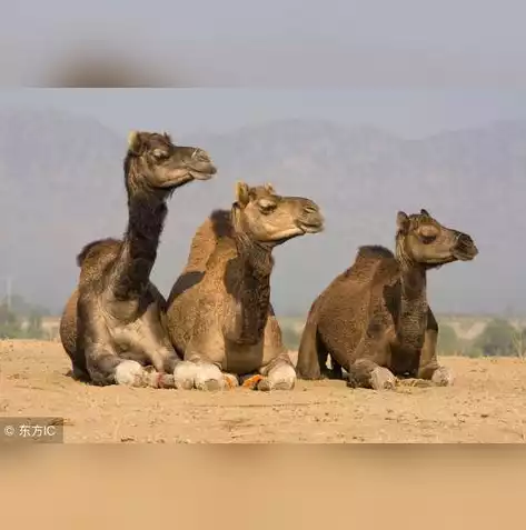 社区云的优缺点，社区云，优势与挑战并存的新型云计算模式解析