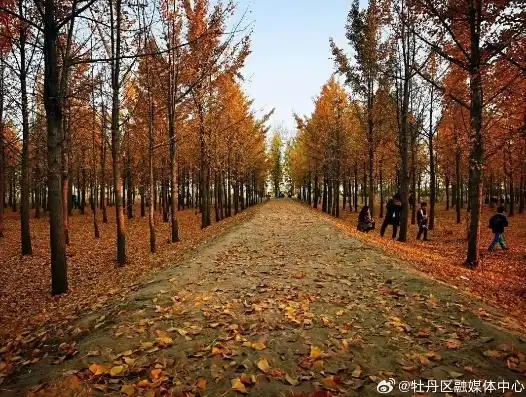 邳州森林公园，探寻邳州森林公园，绿色天堂，生态之旅的完美起点