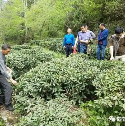 茶叶网站模板，探寻茶香四溢的绿色之源——品味大气PHP茶叶网站