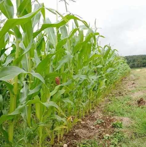 深度解析平凉关键词自然排名策略，提升网站流量与品牌影响力的秘籍，平凉市全国排名