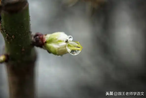 春日里的雨滴，大自然的细腻与柔情，比喻和拟人的关键词有哪些