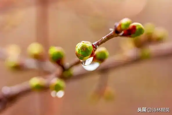 春日里的雨滴，大自然的细腻与柔情，比喻和拟人的关键词有哪些