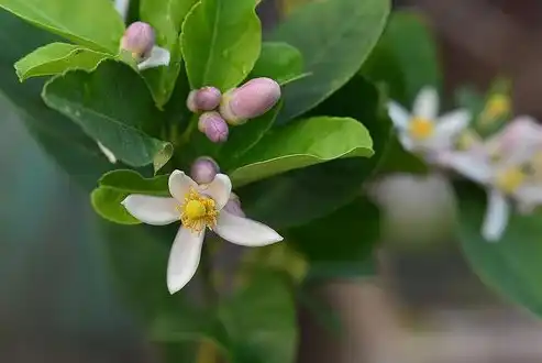 匠心独运，量身定制——揭秘定制珠宝网站源码背后的故事，定制珠宝 网站源码大全