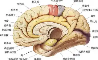 内存储器，揭秘电脑核心的大脑结构，内存储器包括RAM和