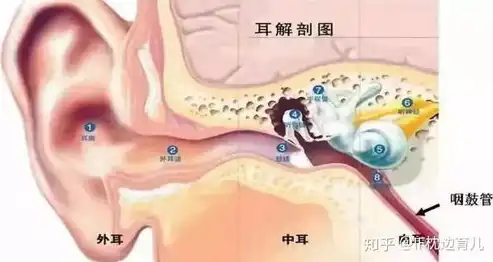 咽鼓管压力测试正常值解析，了解健康听力的重要指标，咽鼓管压力测定正常值