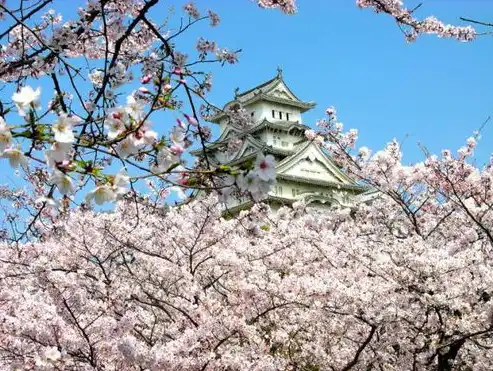 探寻古都魅力，共赏春日花海——西安城墙樱花节掠影，图片 加关键词怎么加