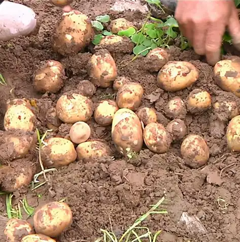 荆州地区专业网站建设服务，助力企业打造线上形象新高度，荆州本地网站