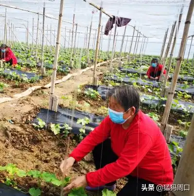 探索友链关键词的艺术，打造高质量网站友链策略，网站友链查询源码