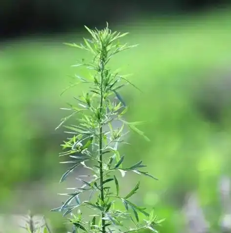 佛山网站设计，打造个性化品牌形象，助力企业腾飞，佛山网站设计公司