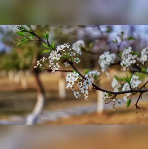 春日赏花指南，探索我国十大美丽花海，关键词是几个字怎么写