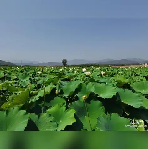 河北网站建设，打造本土企业网络新名片，助力企业腾飞