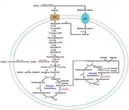 网络服务类型解析，揭秘从网上下载软件时使用的神秘网络世界，从网上下载软件时使用的网络服务类型是啥