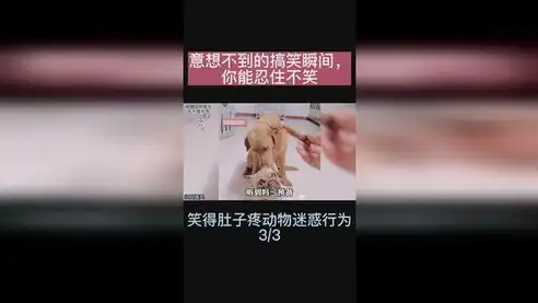 揭秘搞笑界的黑科技，这个仿笑话网站源码让你笑到肚子疼！，笑话网站赚钱吗