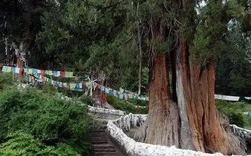 揭秘林芝关键词排名，如何提升林芝旅游在线曝光度，林芝重点关注区域