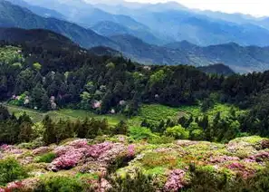 黄山网站设计，打造独具特色的旅游品牌，彰显自然之美，黄山网站设计公司